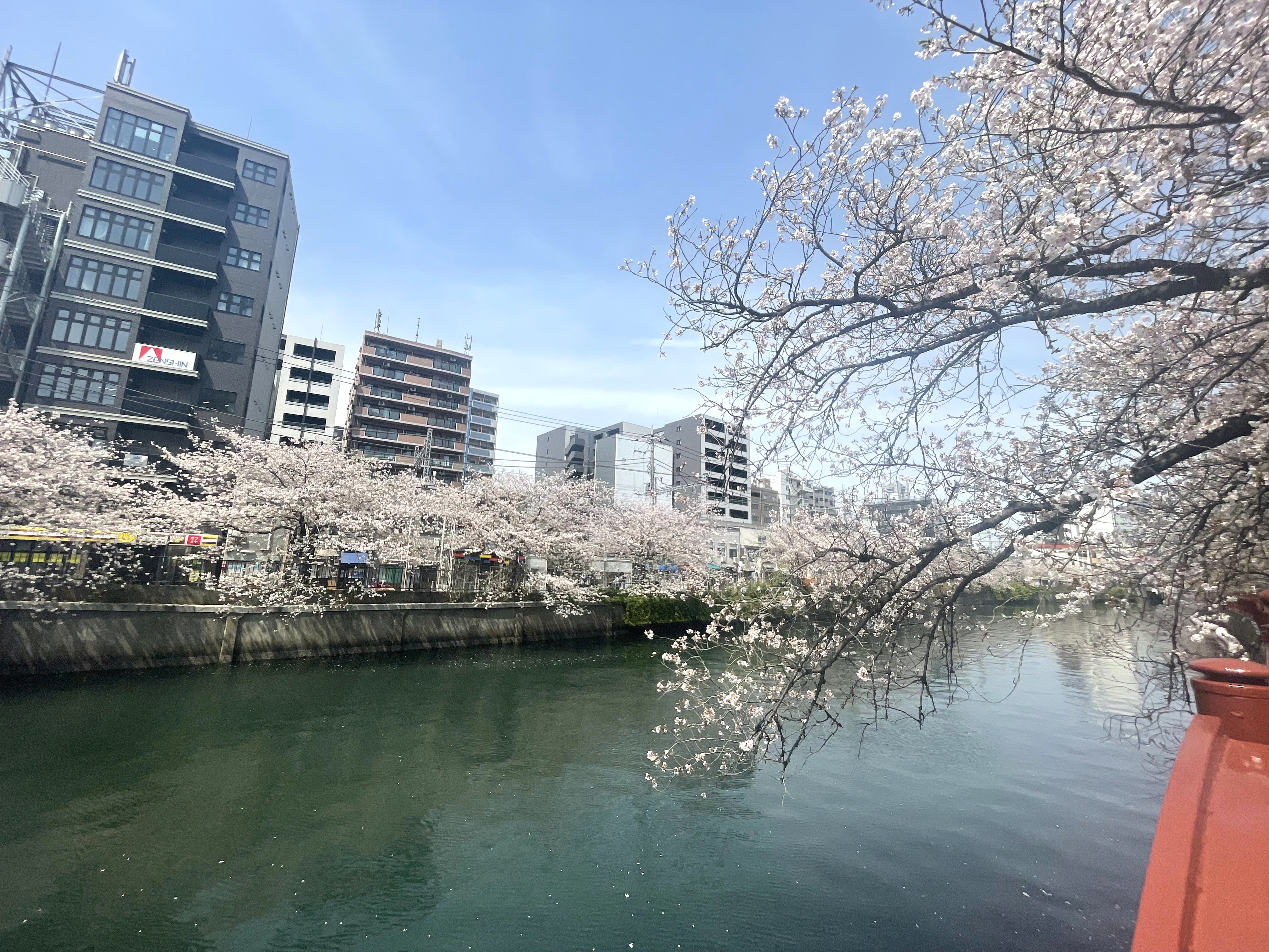 桜
